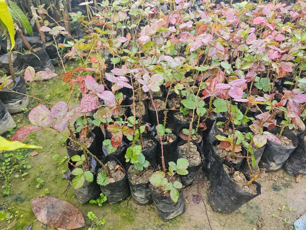 काली बेरी का पौधा