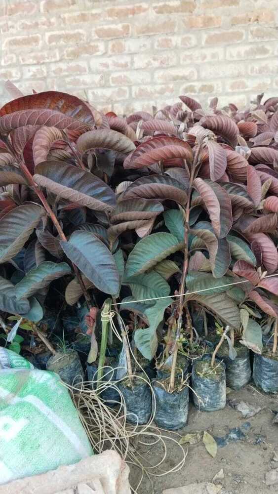 Black Dimond Guava Plant