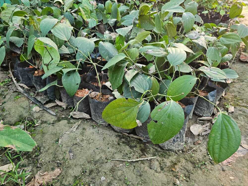 काला कागज
