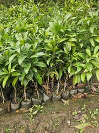 Chiku Plant