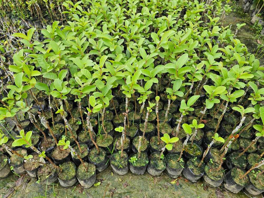 Vnr Guava Plant