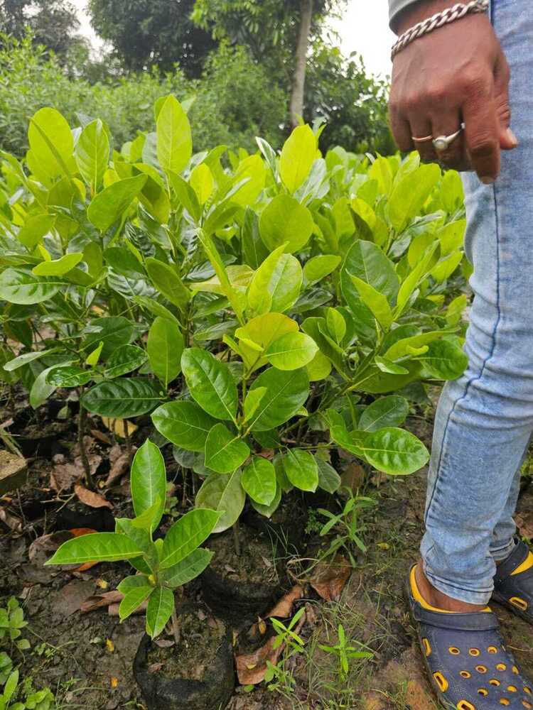 Vitamin Super Early Jackfruit Plant