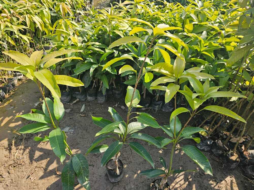 Katimon Mango Plant