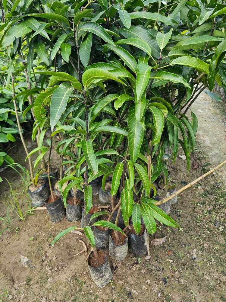 Kesar Mango Plant
