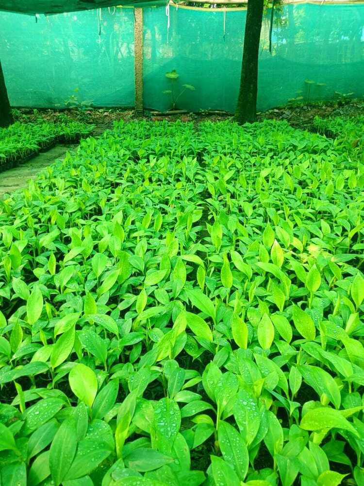 Tissue Culture G9 Banana Plants