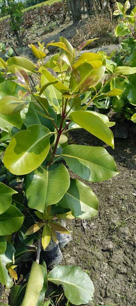 Thai king jamun plant