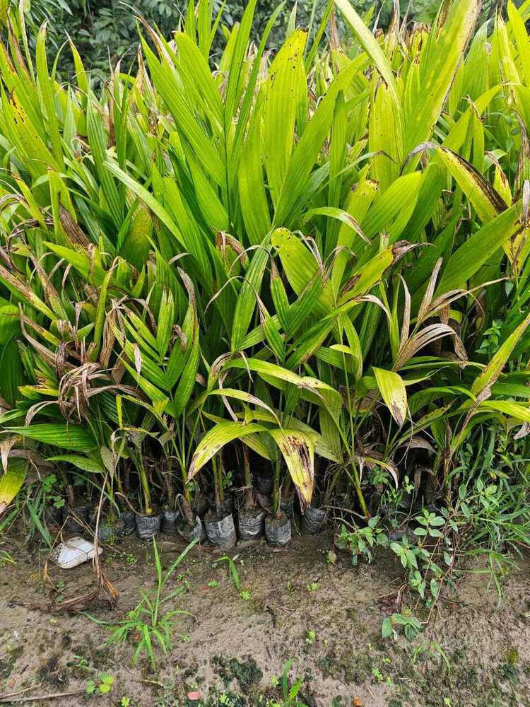 सुपारी पौधा