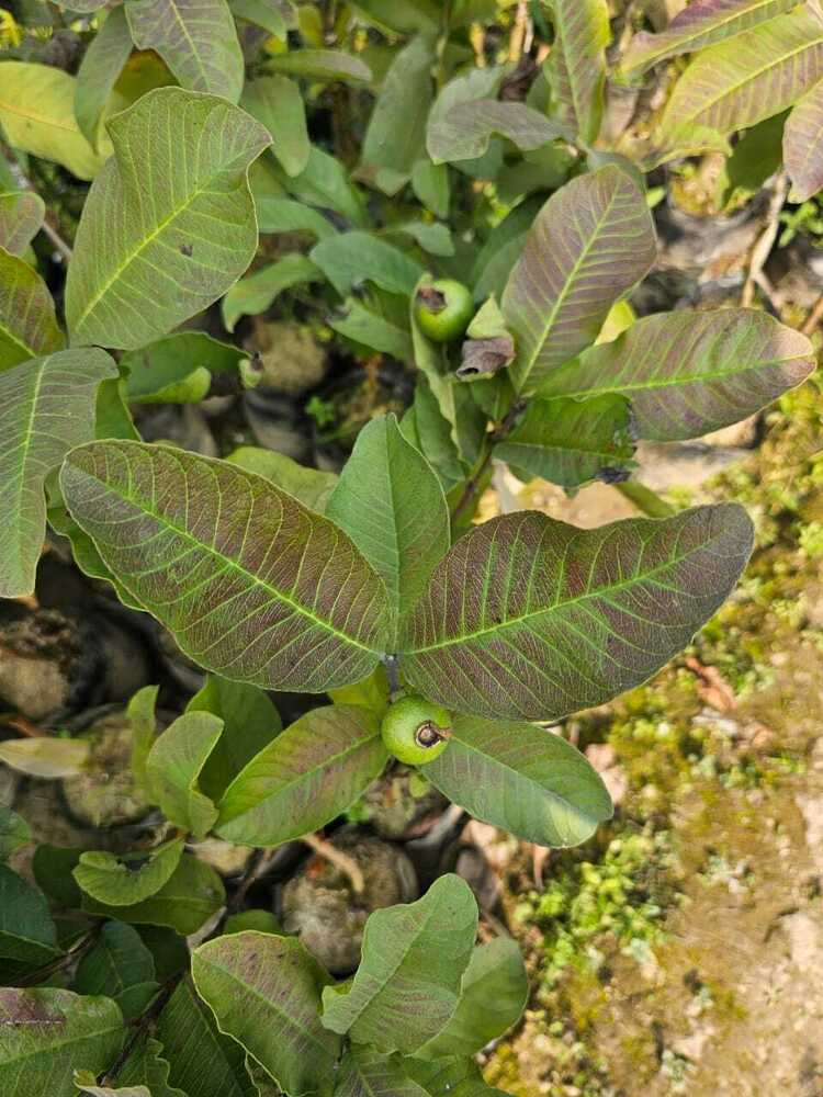 Red King Guava Plant