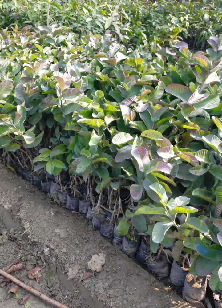 रेड डायमंड गुवा पौधा