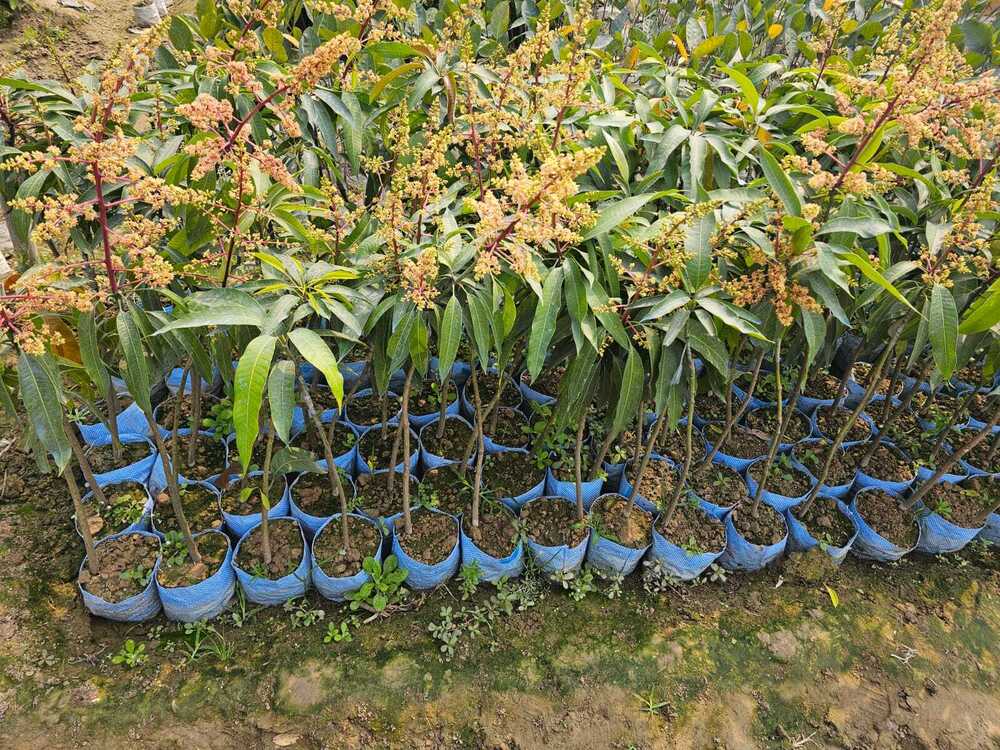 Miyazaki Mango Plant