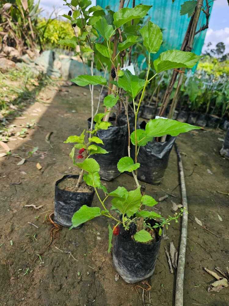 मुल्बेरी पौधा