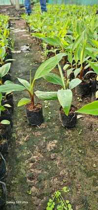Red Banana Plant