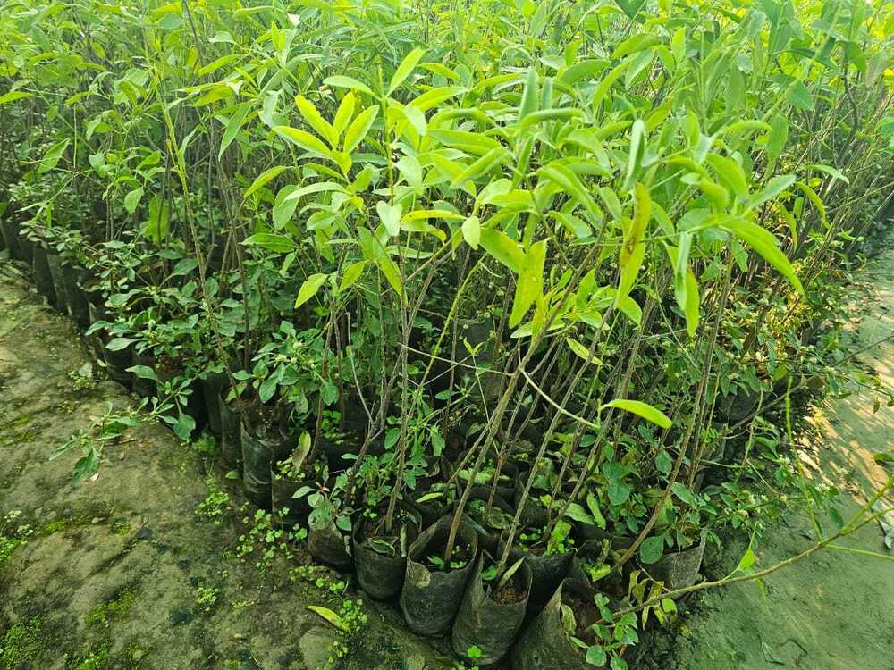 White Sandalwood Plant