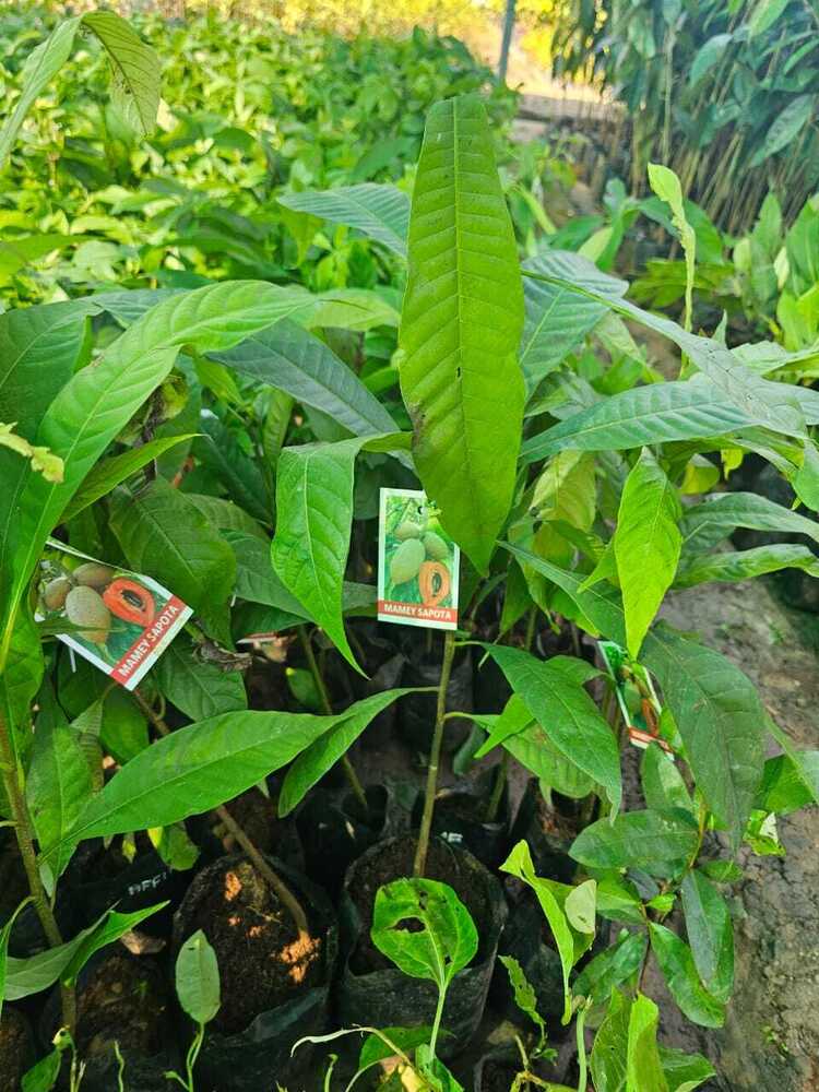 Mamey Sapota Plant