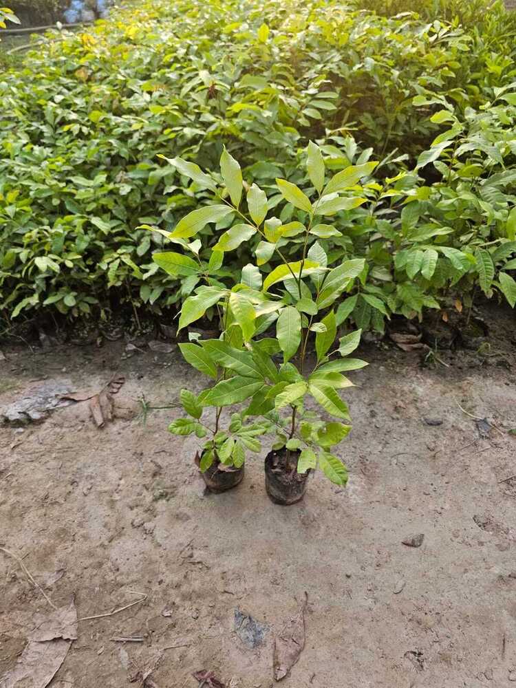 Mahogany Plant