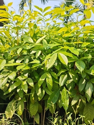 Mahogany Plant