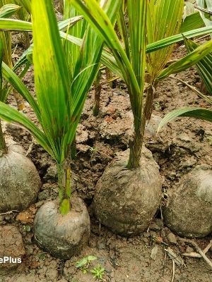 Coconut Plant