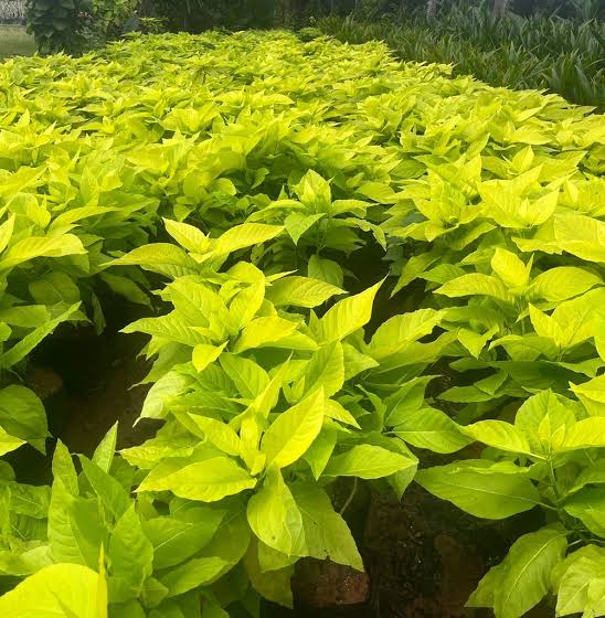 Pisonia Alba Plant