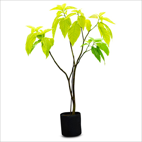 Pisonia Alba Plant