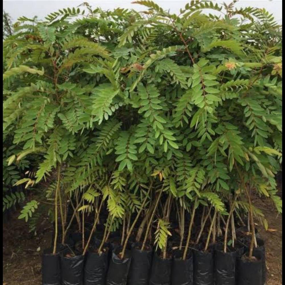 Kashid Plant