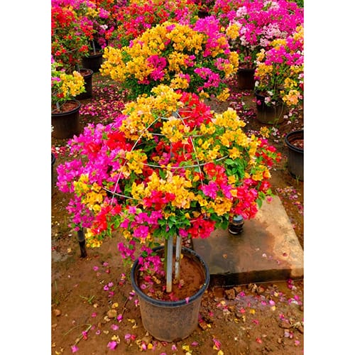 Bougainvillea Yellow Plant