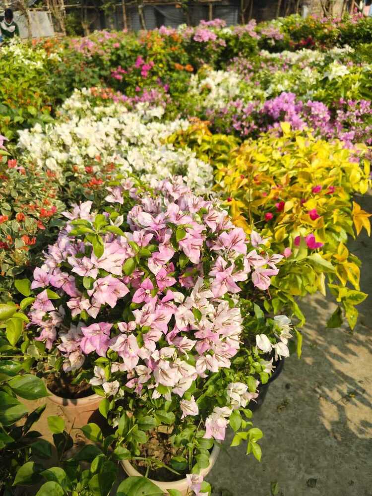 Bougainvillea Yellow Plant