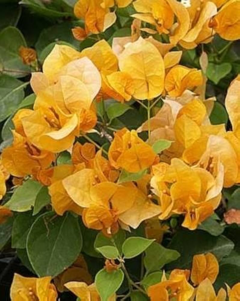 Bougainvillea Yellow Plant