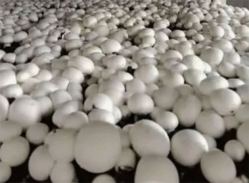 Mushroom Growing Chamber