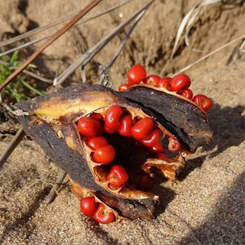 Gloriossa Superba Seed