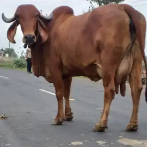 Gir Cow
