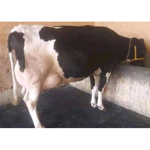 Hf गाय
