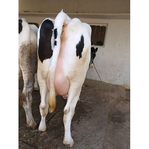 Hf Cow - Color: Black And White