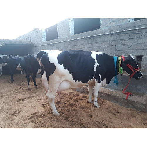 Hf Cow - Color: Black And White