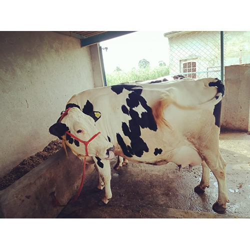देशी एचएफ गाय
