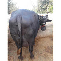 Murrah Buffalo