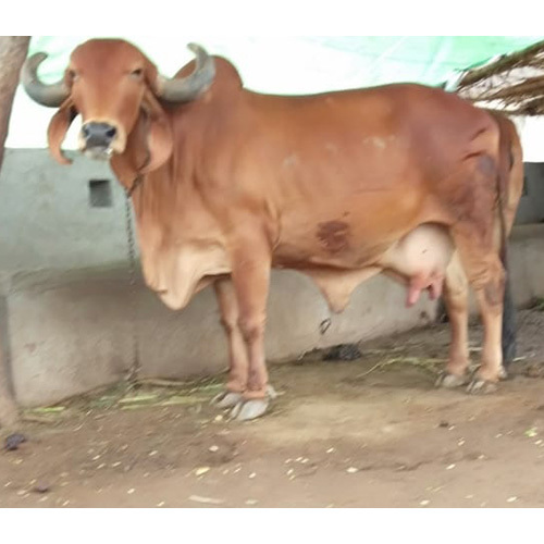 Desi Sahiwal Cow