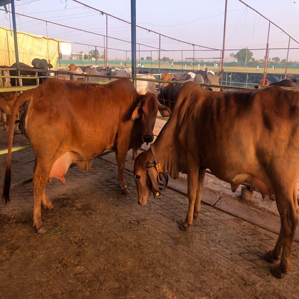Sahiwal Cow