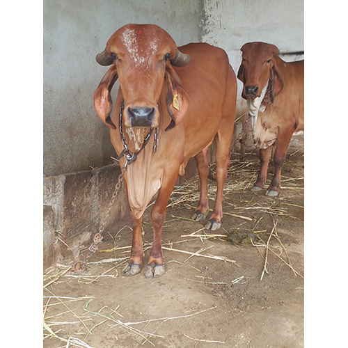Desi Sahiwal Cow