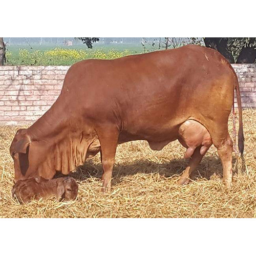 Desi Sahiwal Cow