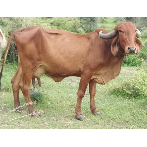 Sahiwal Cow