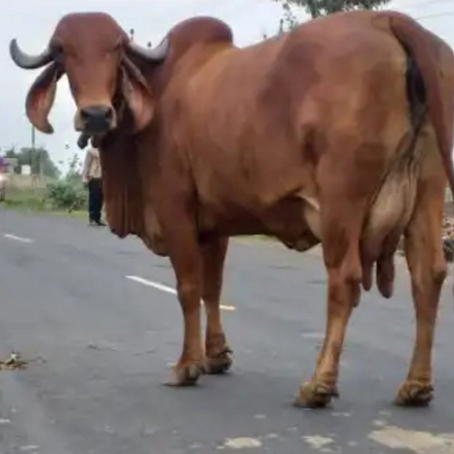 Sahiwal Cow