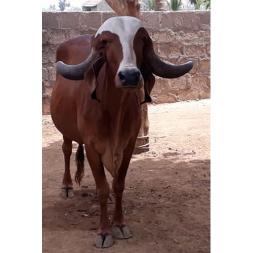 Sahiwal Cow