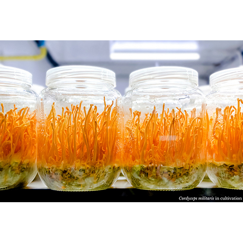Cordyceps Militaris Training