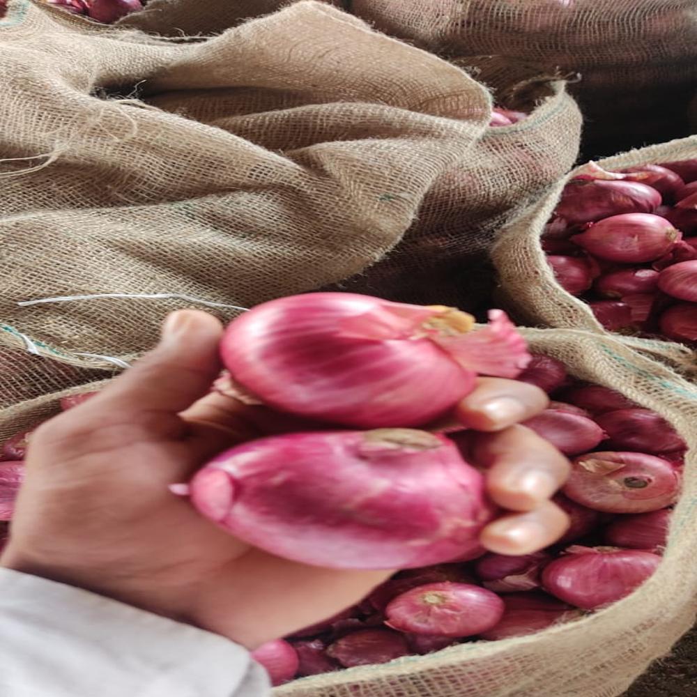 Red Onion - Dried, Seasoned | Naturally Grown, Brilliant Red Color, Quality Assured Packaging, Sourced From Authentic Cultivators