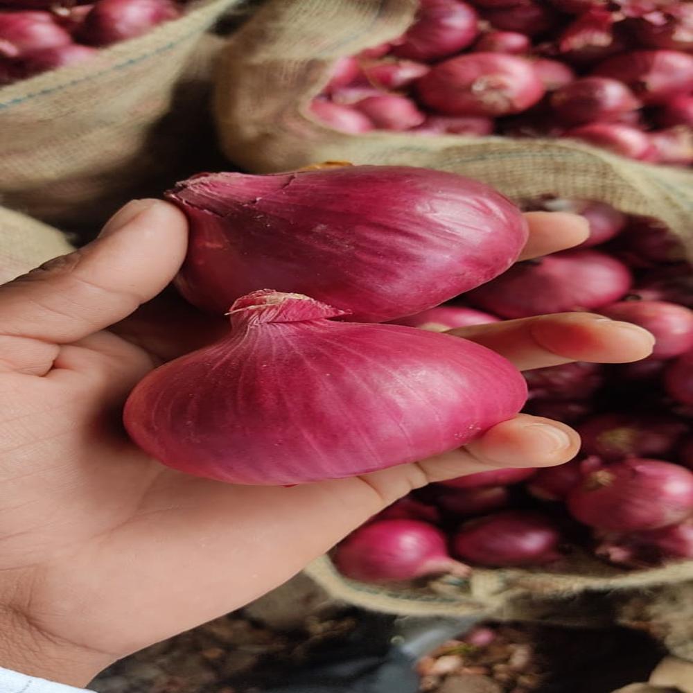 Red Onion - Dried, Seasoned | Naturally Grown, Brilliant Red Color, Quality Assured Packaging, Sourced From Authentic Cultivators