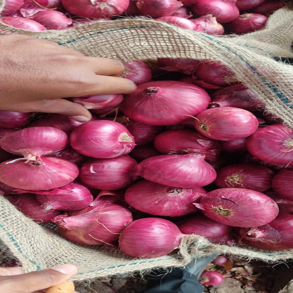 Red Onion - Dried, Seasoned | Naturally Grown, Brilliant Red Color, Quality Assured Packaging, Sourced From Authentic Cultivators