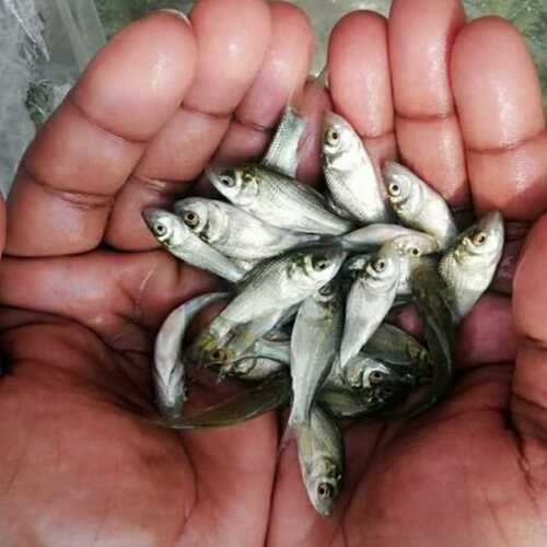 Hatchme Fish Breeding Hormone
