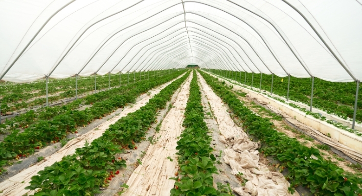 Crop Support Net