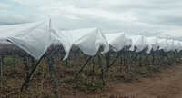 Grape Fruit Cover
