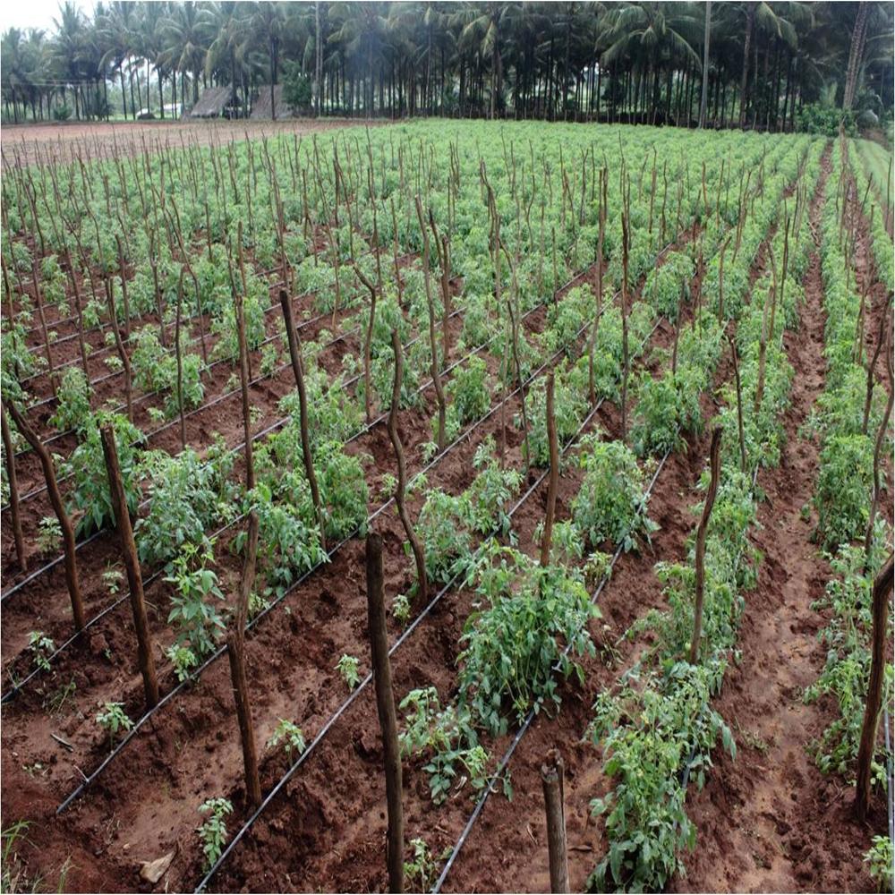 Drip Tape - 250 / Plain / 20 Mm / 800 Meter